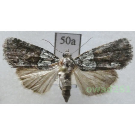 Bryoleuca ereptricula (Treitschke, 1825) Slovakia50a